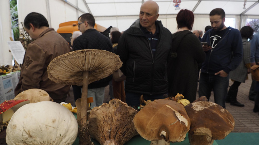 As Pontes  celebró con un nuevo éxito el XXX aniversario de la feria de fungos