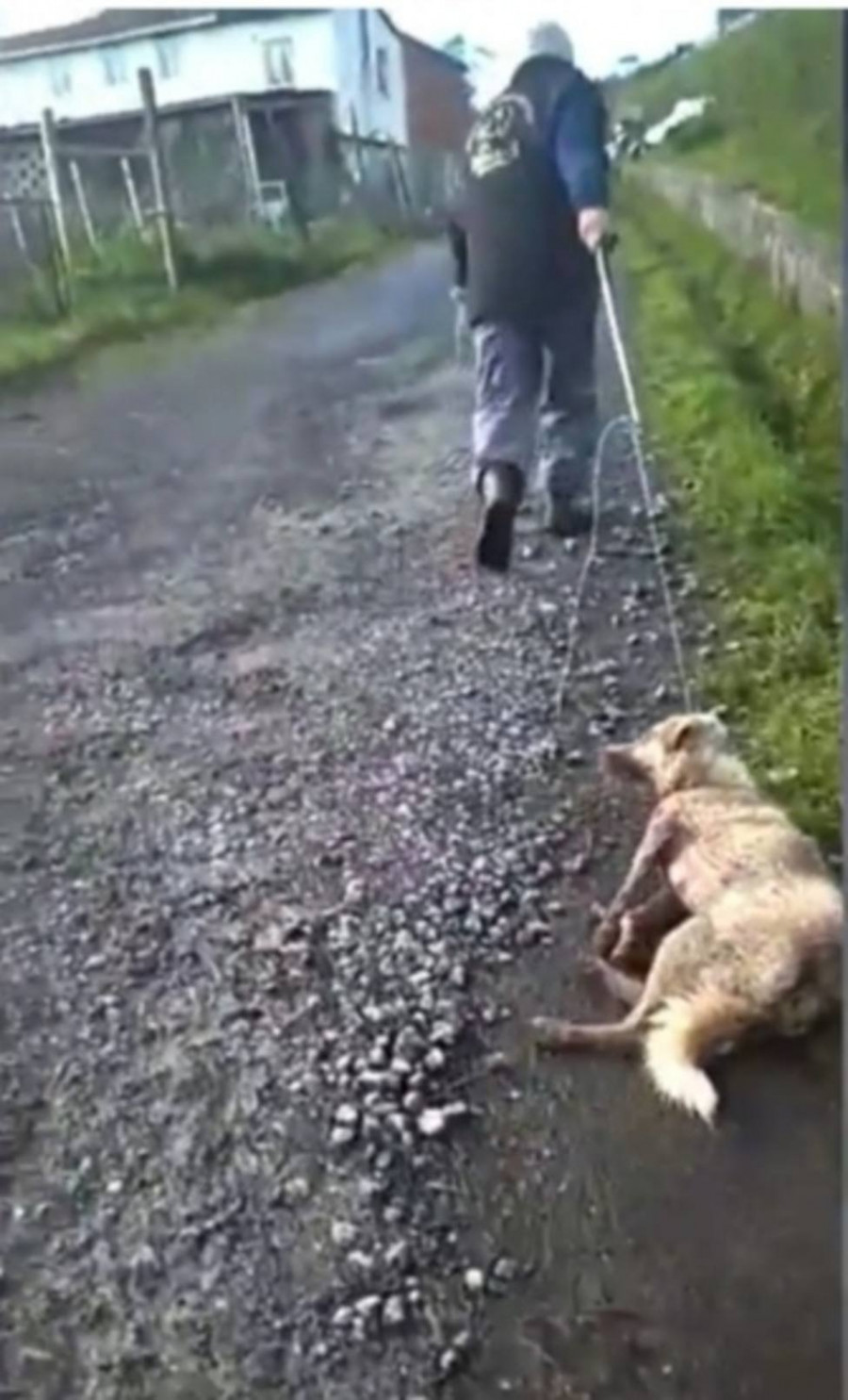 Muere la perra maltratada en Chantada, un caso que la Xunta ha remitido a Fiscalía
