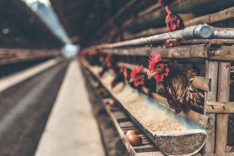 La importancia de la ventilación en las granjas de animales