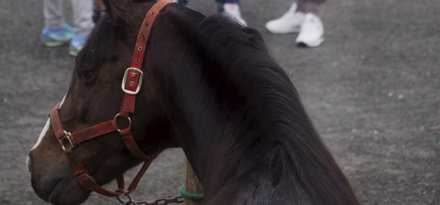 Cerdido vive una intensa jornada con la celebración de su tradicional Feira do Cabalo