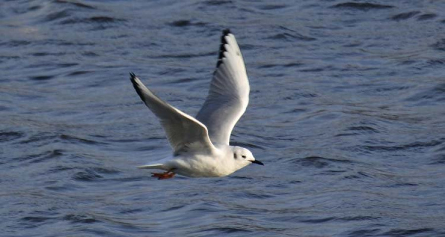 Una ejemplar de gaviota de Bonaparte llegada 
de Norteamérica coge cariño a la ría de Ferrol