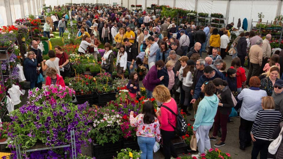 Animada jornada en la Feira da plantación de San Sadurniño