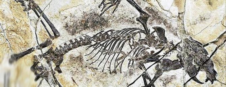 Nuevos fósiles del Jurásico explican la evolución de los mamíferos