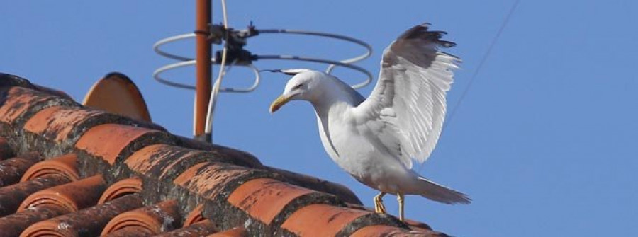 Locus Avis ha retirado esta campaña  271 nidos de gaviotas de los tejados