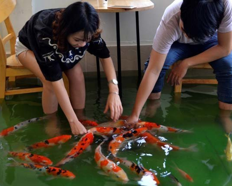La cafetería donde los peces nadan entre las mesas