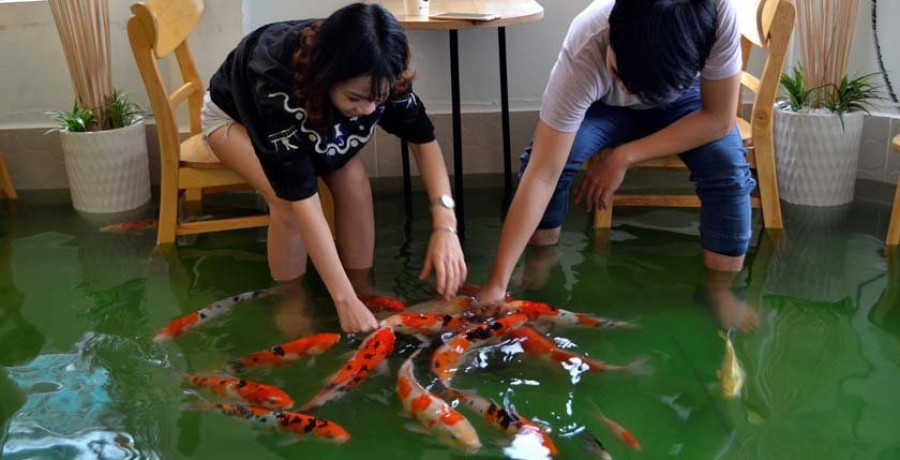 La cafetería donde los peces nadan entre las mesas