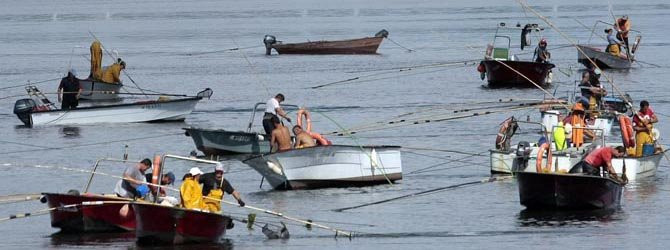 La facturación de las tres cofradías de la ría cayó un 15% en una década