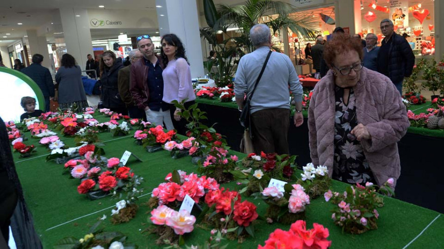 Odeón se inunda de colores y aromas de Asia con la nueva muestra de la camelia