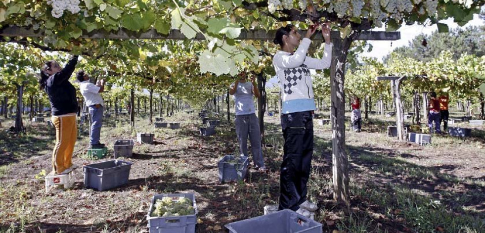 La uva gallega es capaz de afrontar el cambio climático