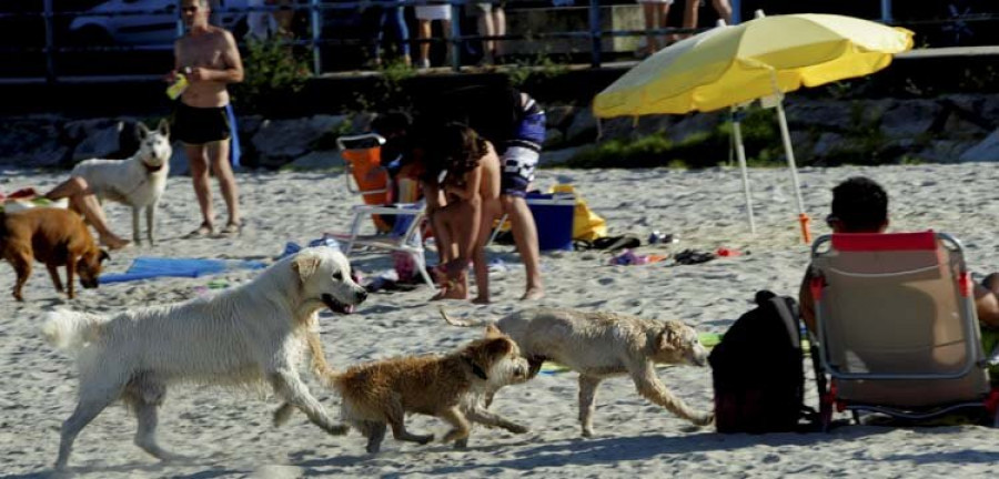 La playa canina de Ares gana adeptos por tercer verano consecutivo