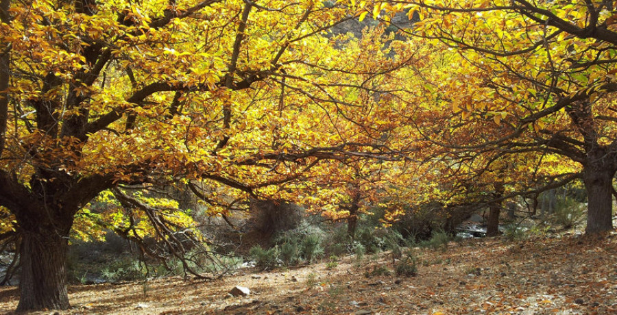 Medio Rural impulsa a recuperación de soutos tradicionais de castiñeiros