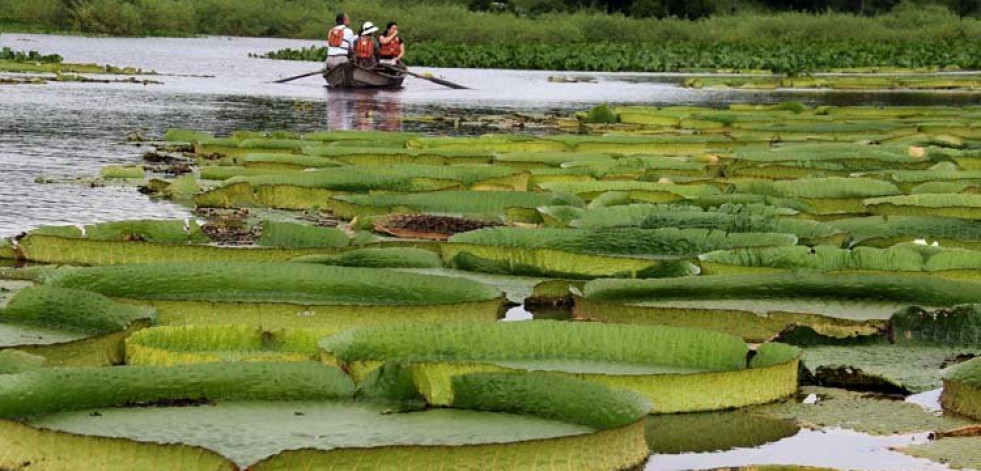 Un gran manto de lirios brota en una laguna de Paraguay