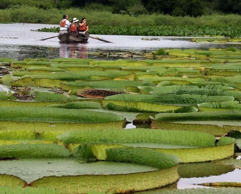 Un gran manto de lirios brota en una laguna de Paraguay
