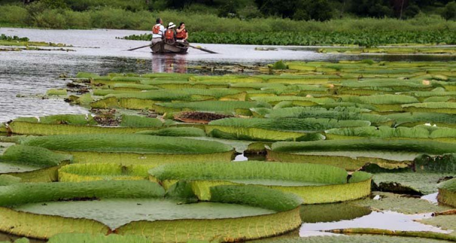 Un gran manto de lirios brota en una laguna de Paraguay