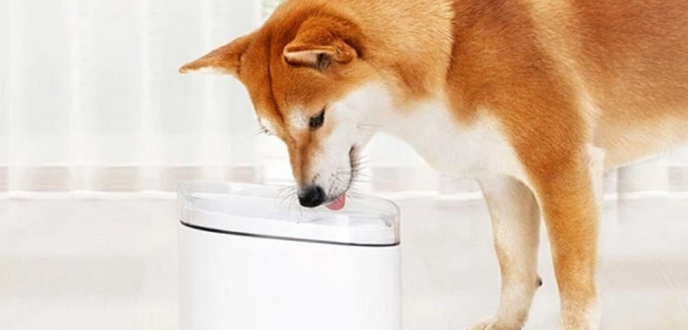 Los mejores gadgets para vigilar, cuidar y jugar con tu mascota desde el Smartphone