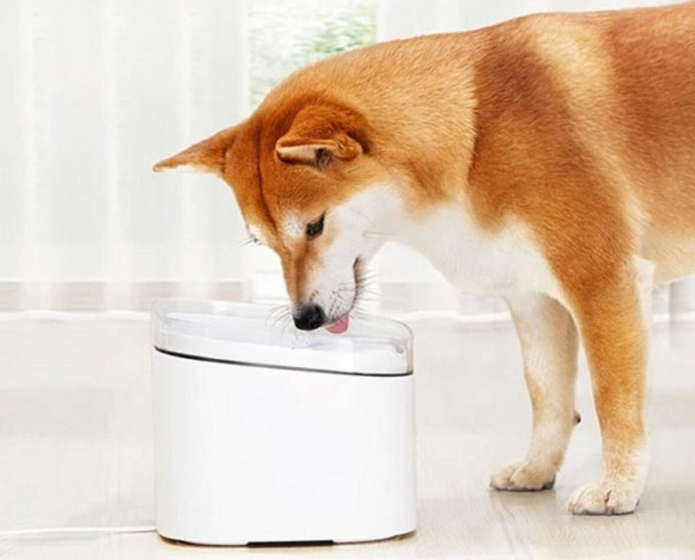 Los mejores gadgets para vigilar, cuidar y jugar con tu mascota desde el Smartphone