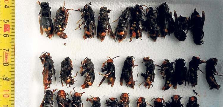 Los apicultores alertan de la necesidad de retirar los nidos primarios de avispas velutinas