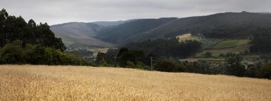 ORTIGUEIRA-Costa Noroeste recoge los frutos de la primera cosecha de trigo autóctono