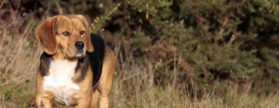 Casi 80 animales esperan dueño en  el refugio que la Mancomunidad  tiene en Mougá