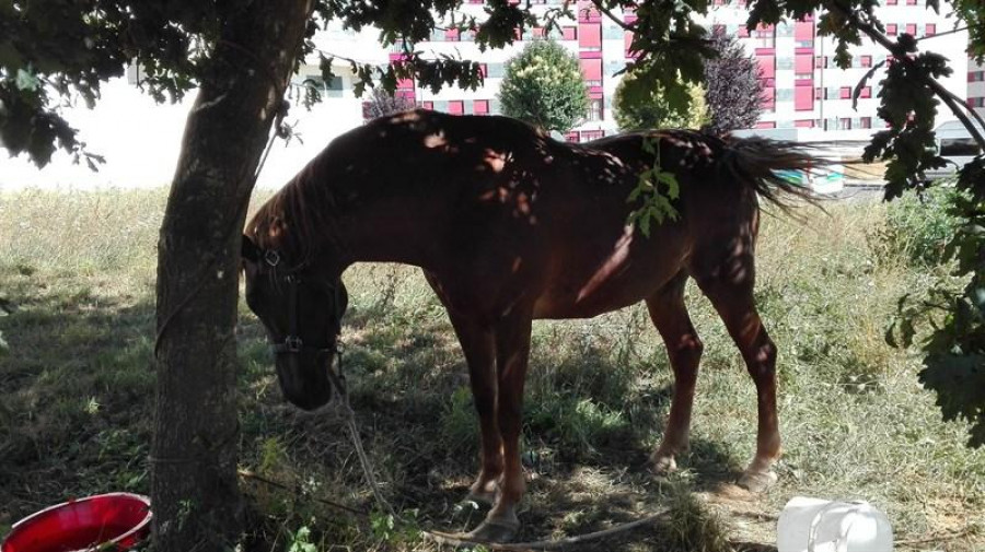 Liberada una yegua en Ferrol que llevaba "varios días" atrapada en un cepo sin acceso a agua ni comida