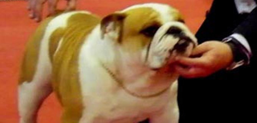 Un can ferrolán, campión do mundo de bulldog inglés