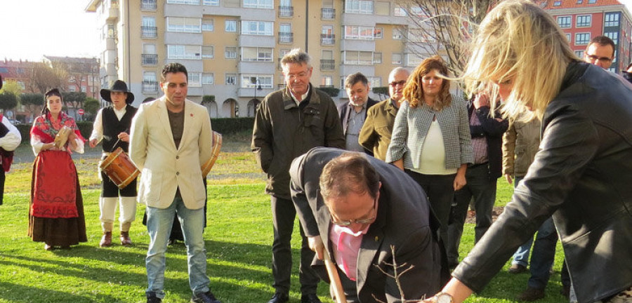 Narón.- Plantado un retoño del árbol de Gernika frente añ Pazo da Cultura