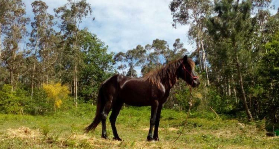 El músico Davide Salvado adopta una yegua del refugio de animales de Mougá