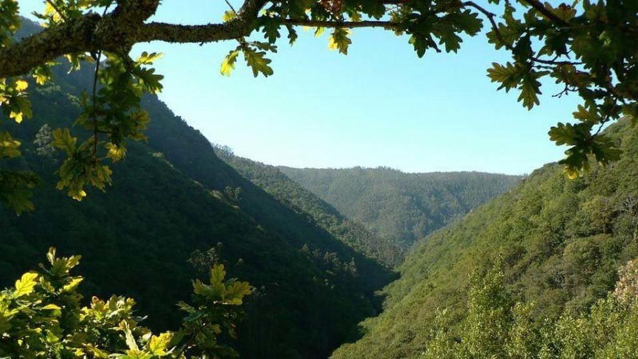 Los voluntarios de Abanca logran retirar 190 kilos de una especie invasora de As Fragas