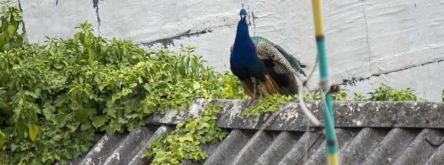 Un pavo real se paseó ayer por el Corral de Chapón