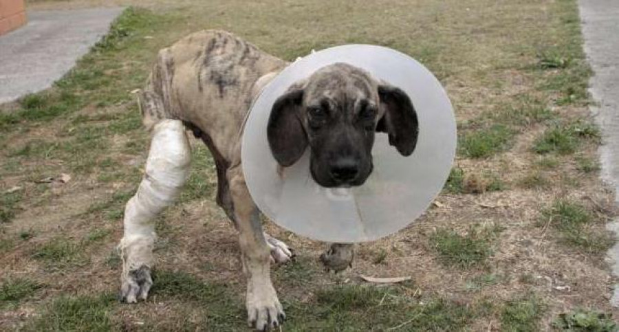 Un cachorro de mastín localizado en un contenedor espera la adopción en el refugio de animales