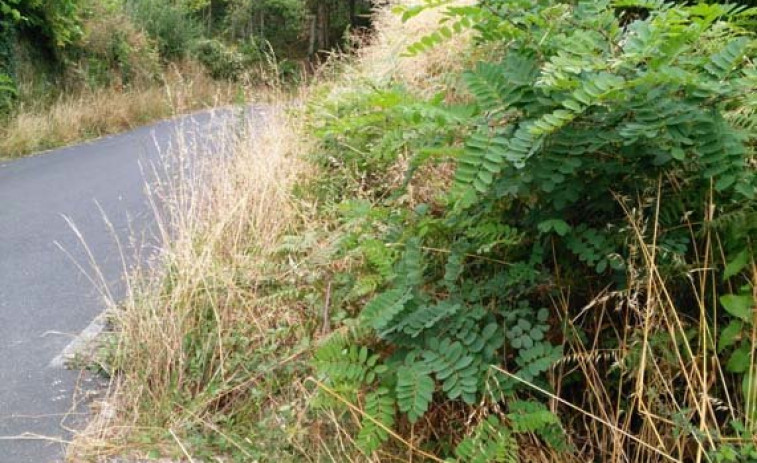 El alcalde de Ferrol prioriza “emergencias” como los desbroces en la zona rural