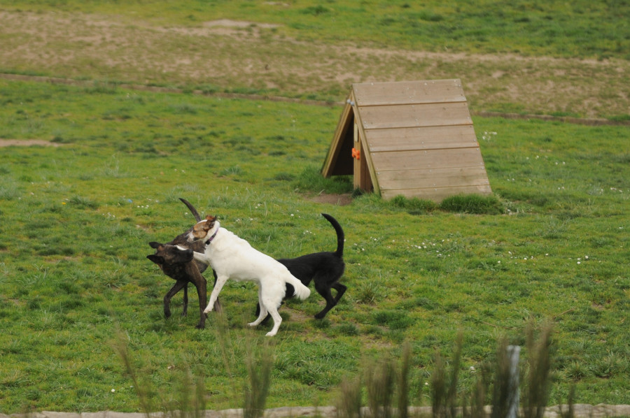 La Policía de Fene abate un perro peligroso robado en Cantabria y traído en un viaje no permitido