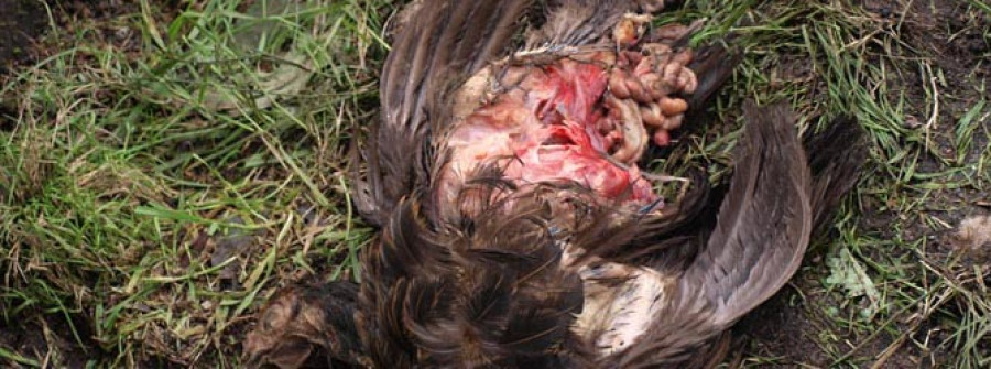 Un vecino de Vilabuide denuncia que los canes de Terracán le mataron 40 gallinas