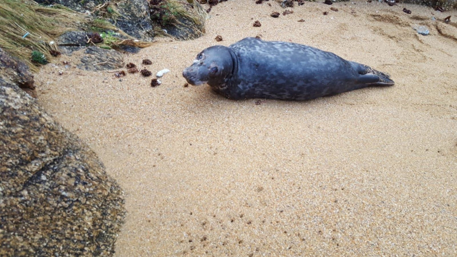 Una foca se toma un descanso en Lobadiz