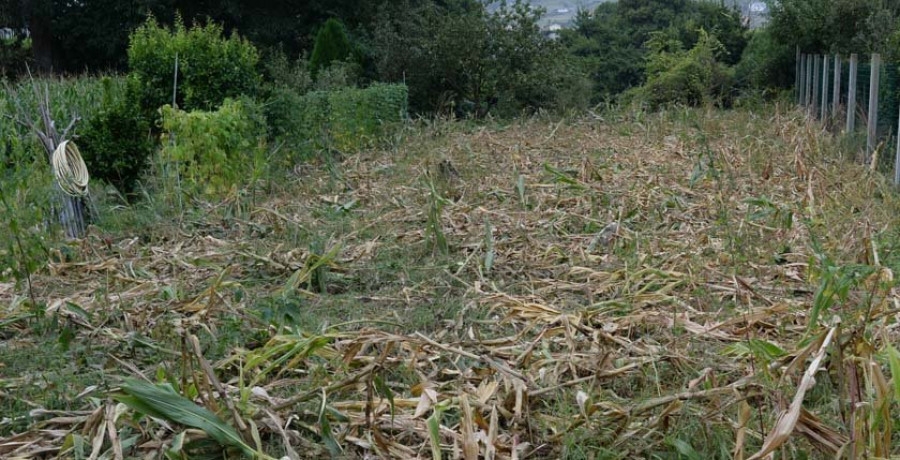 Un vecino de Doniños critica la falta de ayuda por los destrozos del jabalí