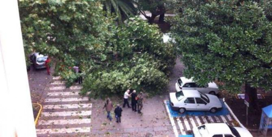 Un árbol derribado por el viento cae encima de dos vehículos y alcanza a un viandante