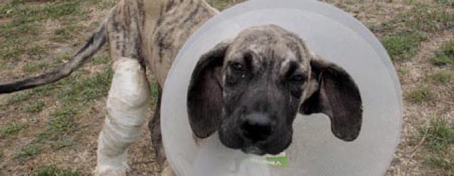 Un cachorro de mastín hallado en un contenedor espera a ser adoptado