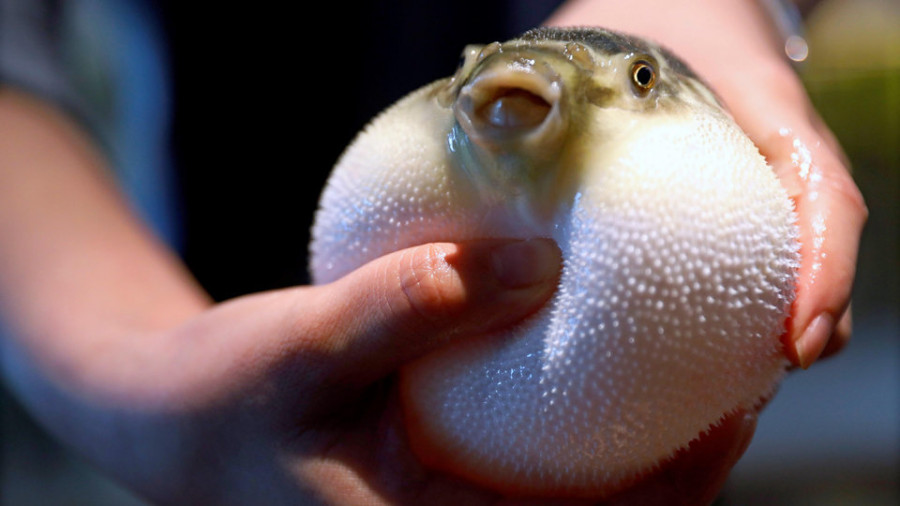 El pez globo, un lujo ya sin riesgo de muerte en China