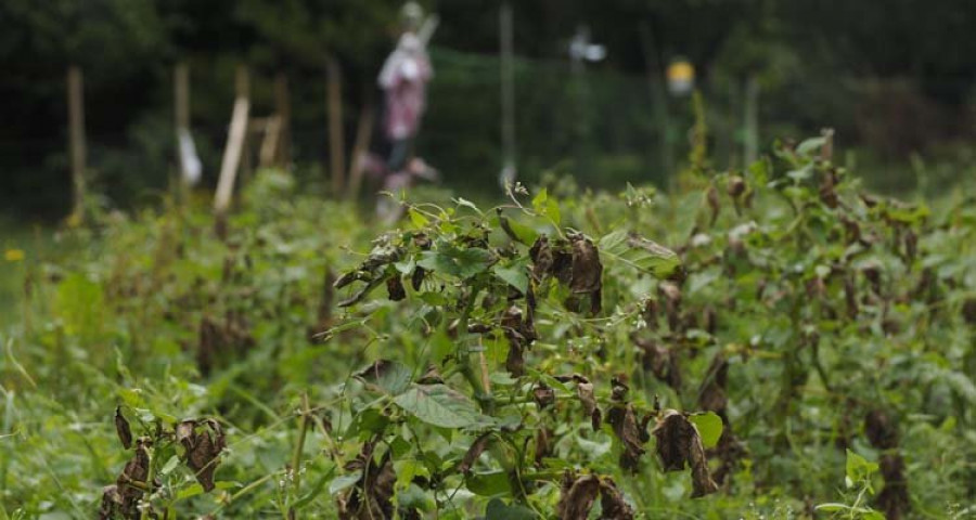 Narón distribuye sacos para la recogida de patata afectada por la polilla guatemalteca