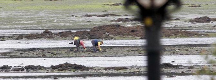 Los nuevos mariscadores a  pie de la Cofradía de Ferrol recibirán su pérmex en mayo