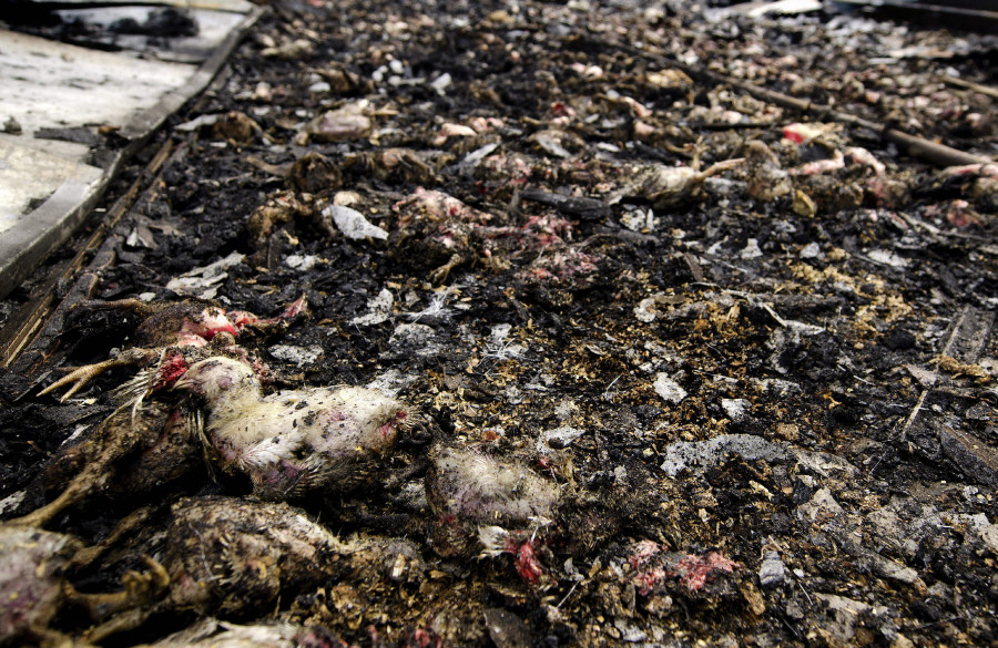 Un incendio en una granja de pollos deja 17.000 aves muertas en Meis
