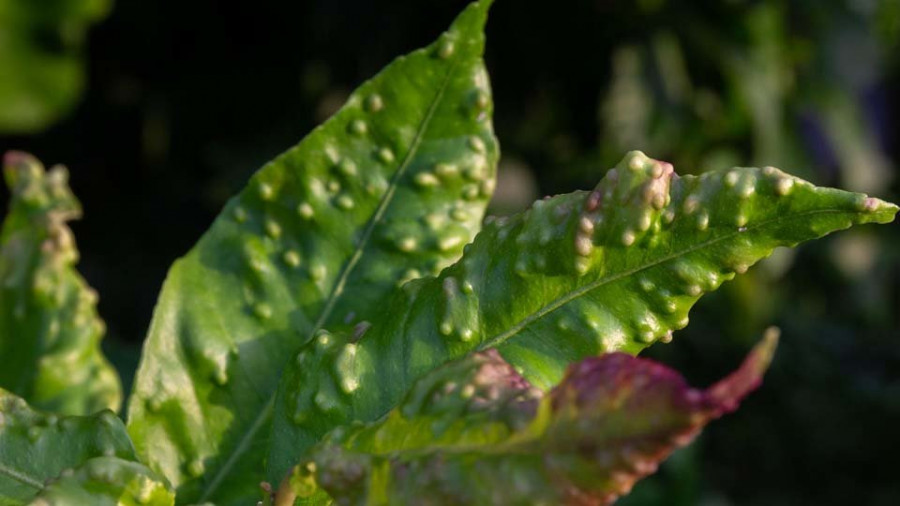 La psila africana tiene en jaque a naranjos y limoneros de 15 concellos