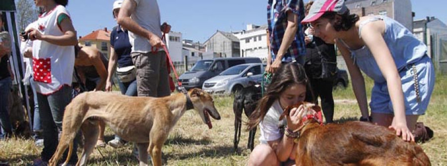 Los perros protagonizaron  la jornada de convivencia  de la protectora Arco da Vella