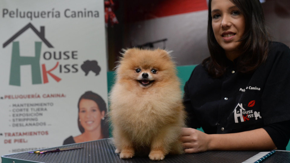 Reportaje | El boom de los tratamientos para nuestros fieles amigos de cuatro patas