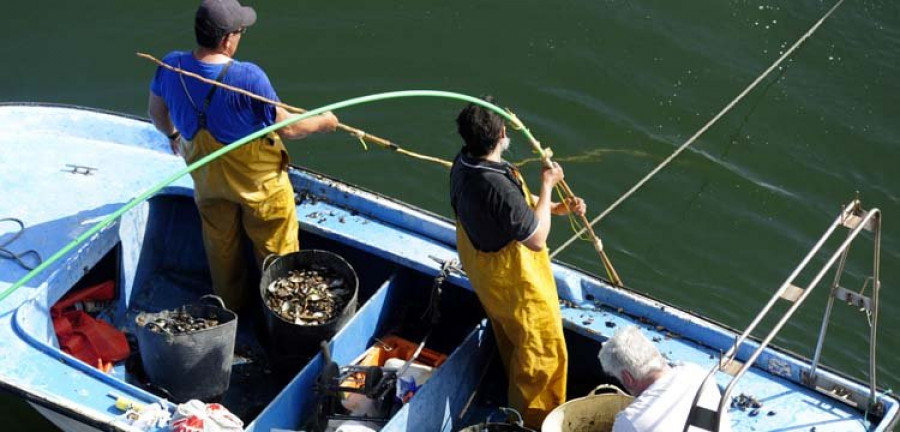 Los mariscadores de Ferrol y Barallobre comienzan a retirar el mejillón de As Pías