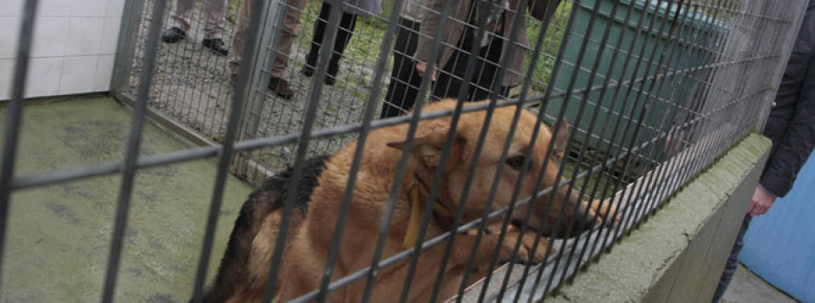 El refugio de Mougá ha tramitado 258 adopciones de animales en 2015