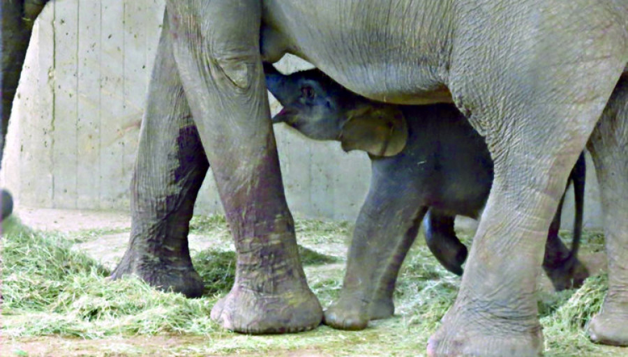 Nace una cría de elefante de Sumatra en un zoo de Madrid