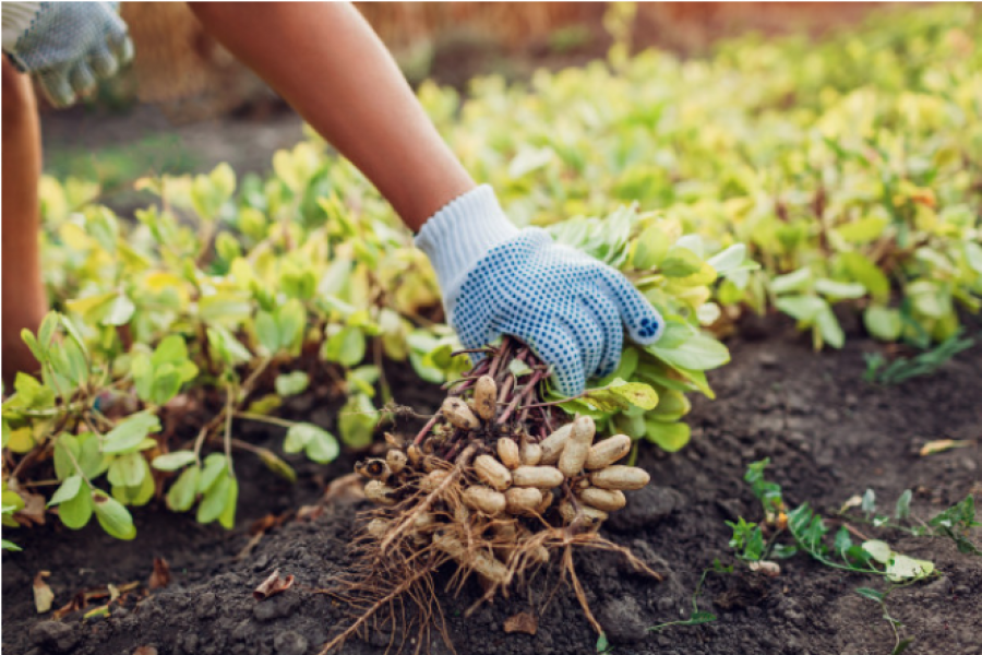 ¿Qué motoazada tengo que comprarme para mi jardín? Consigue la adecuada para ti