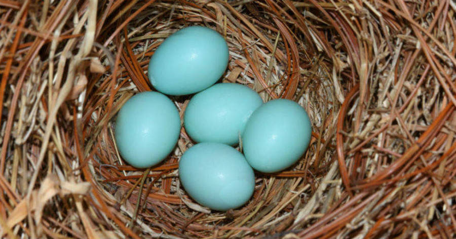 Roban cuarenta gallinas que ponen huevos azules en Xermade