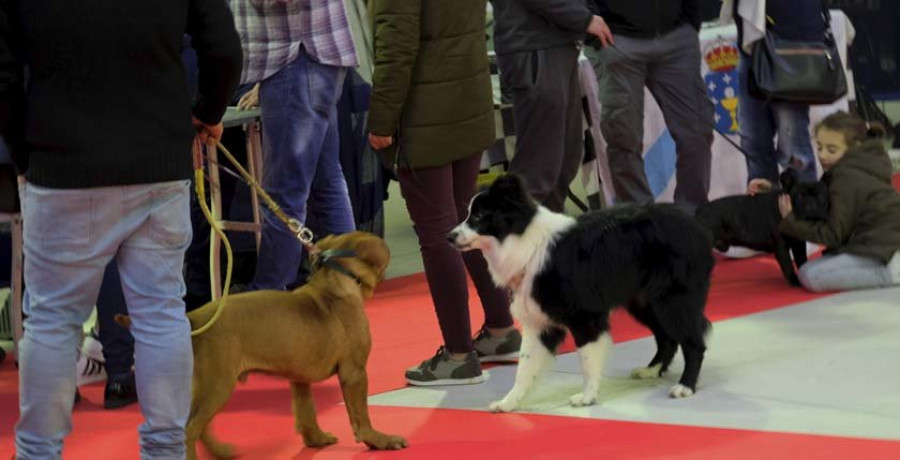 Los amantes de los perros se dan cita en la feria de O Trece en la exposición canina